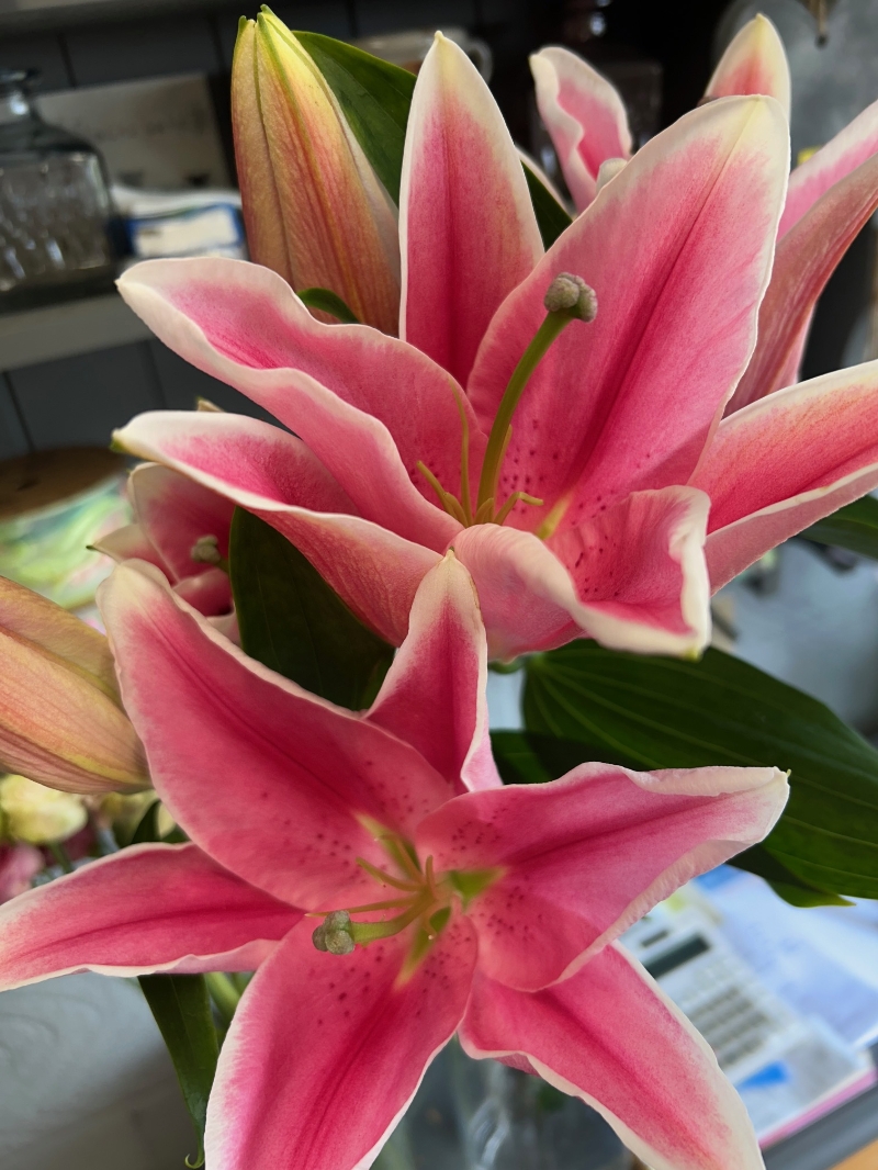 The Pink Lilly Bouquet